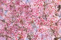 Pink cherry tree blossom flowers blooming in spring, easter time against a natural sunny blurred garden banner background of blue, Royalty Free Stock Photo