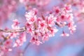 Pink cherry tree blossom flowers blooming in spring, easter time against a natural sunny blurred garden banner background of blue Royalty Free Stock Photo