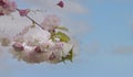 Pink cherry tree blossom flowers blooming in spring or Sakura flower in the nature garden against blue sky background Royalty Free Stock Photo