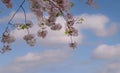 Pink cherry tree blossom flowers blooming in spring or Sakura flower in the nature garden against blue sky background Royalty Free Stock Photo