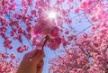A pink cherry tree blossom is held up to the sunshine starburst under a bright blue sky