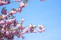 Pink Cherry Tree Blossoms and Blue Sky in Regent\'s Park Royalty Free Stock Photo