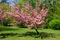 Pink cherry tree with branches and many flowers in full bloom in a garden in a sunny spring day, beautiful Japanese cherry blossom Royalty Free Stock Photo