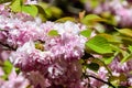 Pink cherry tree with branches and many flowers in full bloom in a garden in a sunny spring day, beautiful Japanese cherry blossom Royalty Free Stock Photo