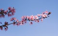 Pink cherry tree flowers in the springtime. Close up Royalty Free Stock Photo