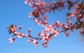 Pink cherry tree flowers in the springtime. Close up Royalty Free Stock Photo