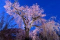 Pink cherry tree full bloom Royalty Free Stock Photo