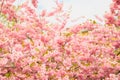 Pink Cherry tree sakura blossom background texture full frame, spring time. Beautiful red flower a lot. Selective focus Royalty Free Stock Photo