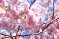 Pink Cherry tree sakura blossom on blue sky. Beautiful flower a lot, background texture, spring time. Selective focus Royalty Free Stock Photo