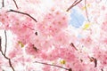 Pink Cherry tree sakura blossom in bright sunshine. Beautiful flower a lot, background texture full frame, spring time. Selective Royalty Free Stock Photo