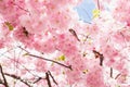 Pink Cherry tree sakura blossom in bright sunshine. Beautiful red flower a lot, background texture full frame, spring time. Royalty Free Stock Photo