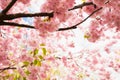 Pink Cherry tree sakura blossom in bright sunshine. Beautiful red flower a lot, background texture full frame, spring time. Royalty Free Stock Photo