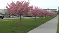 Pink cherry trees blossom, sidewalk, parking lot, spring Royalty Free Stock Photo