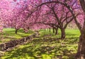 Pink cherry trees drape gracefully near a stone canal