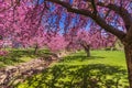 Pink cherry trees drape gracefully near stone canal