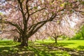 Pink cherry trees drape gracefully near a stone canal on a sunny spring day