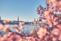 Pink Cherryblossom in Hamburg City, Germany