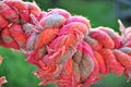 Pink chewed knot for dogs