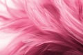 Pink chicken feathers in soft and blur style