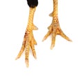 Pink chicken feet with claws