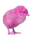 Pink chicken