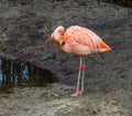 Pink Chilean Flamingo Standing At The Water Side Cleaning Its Feathers, Near Threatened Tropical Bird From America