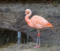 Pink chilean flamingo standing at the water side, portrait of a near threatened bird from America Royalty Free Stock Photo