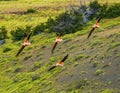 Pink Chilean Flamingos Flying Torres del Paine National Park Chile