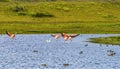 Pink Chilean Flamingos Torres del Paine National Park Chile