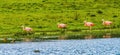 Pink Chilean Flamingos Torres del Paine National Park Chile