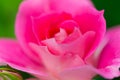 Pink china rose blooming under natural light