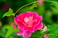 Pink china rose blooming under natural light