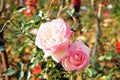 Pink China Rose Royalty Free Stock Photo