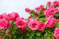 China rose garden Royalty Free Stock Photo