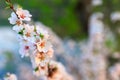 Pink Chinese cherry flowers on a blurred background of other colors. shallow depth of field, selective forks create a delicate Royalty Free Stock Photo