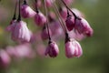 Pink flowers