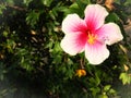 Pink Chinese Hibiscus, China Rose, Hawaiian Hibiscus, Shoeblackplant, Tropical Hibiscus Chinesicher Roseneibisch, Eibisch ( Royalty Free Stock Photo
