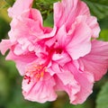 Pink Chinese Hibiscus tropical flower closeup, California, Malvaceae, Hibicus rosa-sinensis, Hibiscus Chinese rose