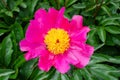 Pink chinese peony with bright yellow middle petals. Paeonia lactiflora `Thoma` 1919, in the botany in Poland.