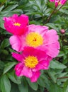 Pink chinese peony with bright yellow middle petals. Paeonia lactiflora `Thoma` 1919, in the botany in Poland.