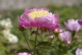 Pink Chinese peony flower Royalty Free Stock Photo