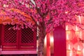 Pink chinese plum flower or japanese apricot flower with red light chinese new year festival Royalty Free Stock Photo