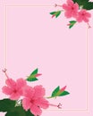 Pink chinese rose flower on beautiful card