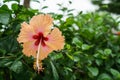 Pink Chinese Rose, Shoe flower or a flower of red hibiscus with green leaves