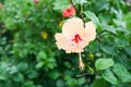 Pink Chinese Rose, Shoe flower or a flower of red hibiscus with green leaves Royalty Free Stock Photo