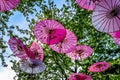 Pink Chinese Umbrellas or Parasols under a tree canopy in the Yale Town