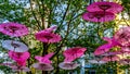 Pink Chinese Umbrellas or Parasols under a tree canopy in the Yale Town