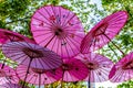Pink Chinese Umbrellas or Parasols under a tree canopy in the Yale Town