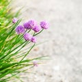 Pink chives flowers close up on edge of pathway Royalty Free Stock Photo