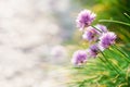 Pink chives flowers close up on roadside Royalty Free Stock Photo